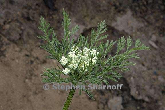 daucus pusilus 1 graphic